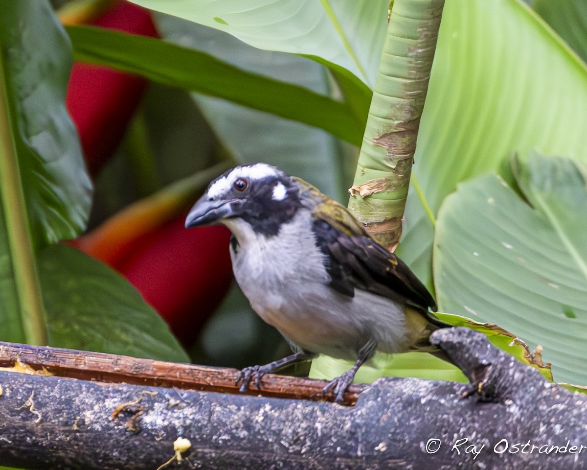 Black-winged Saltator - Ray Ostrander