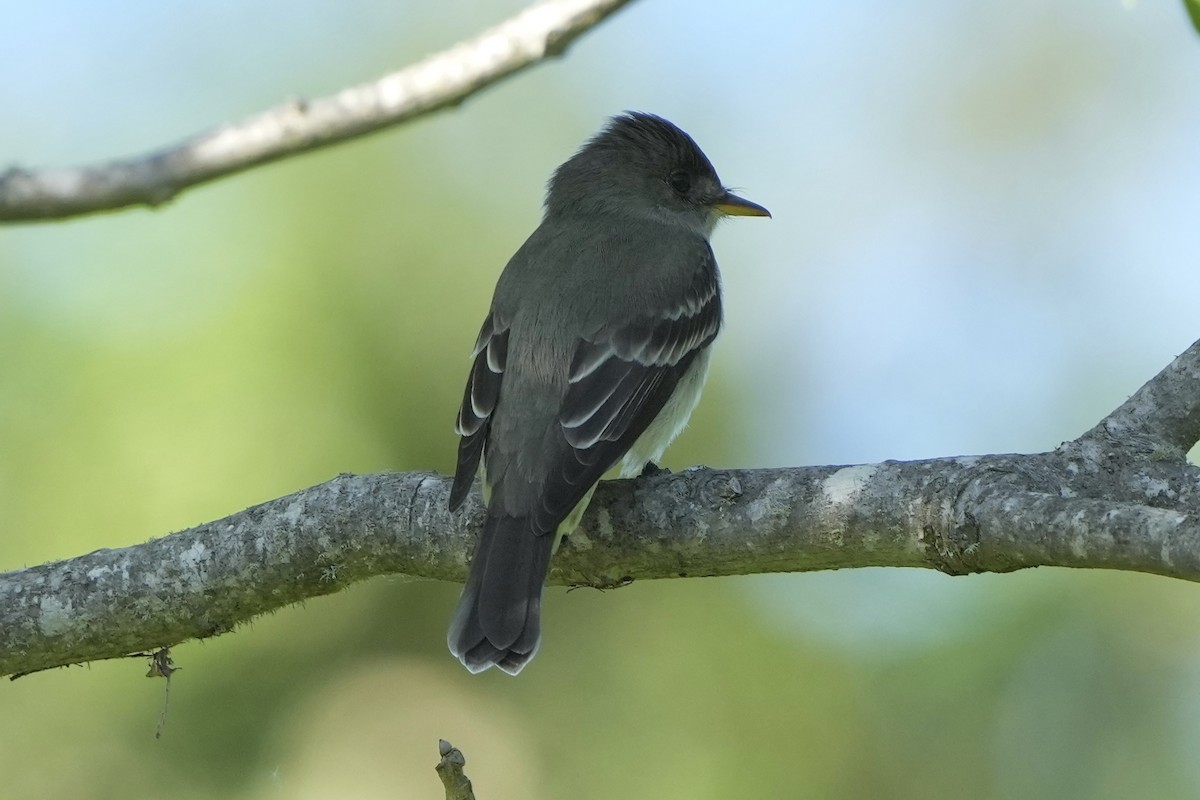 Eastern Wood-Pewee - Tom Cassaro