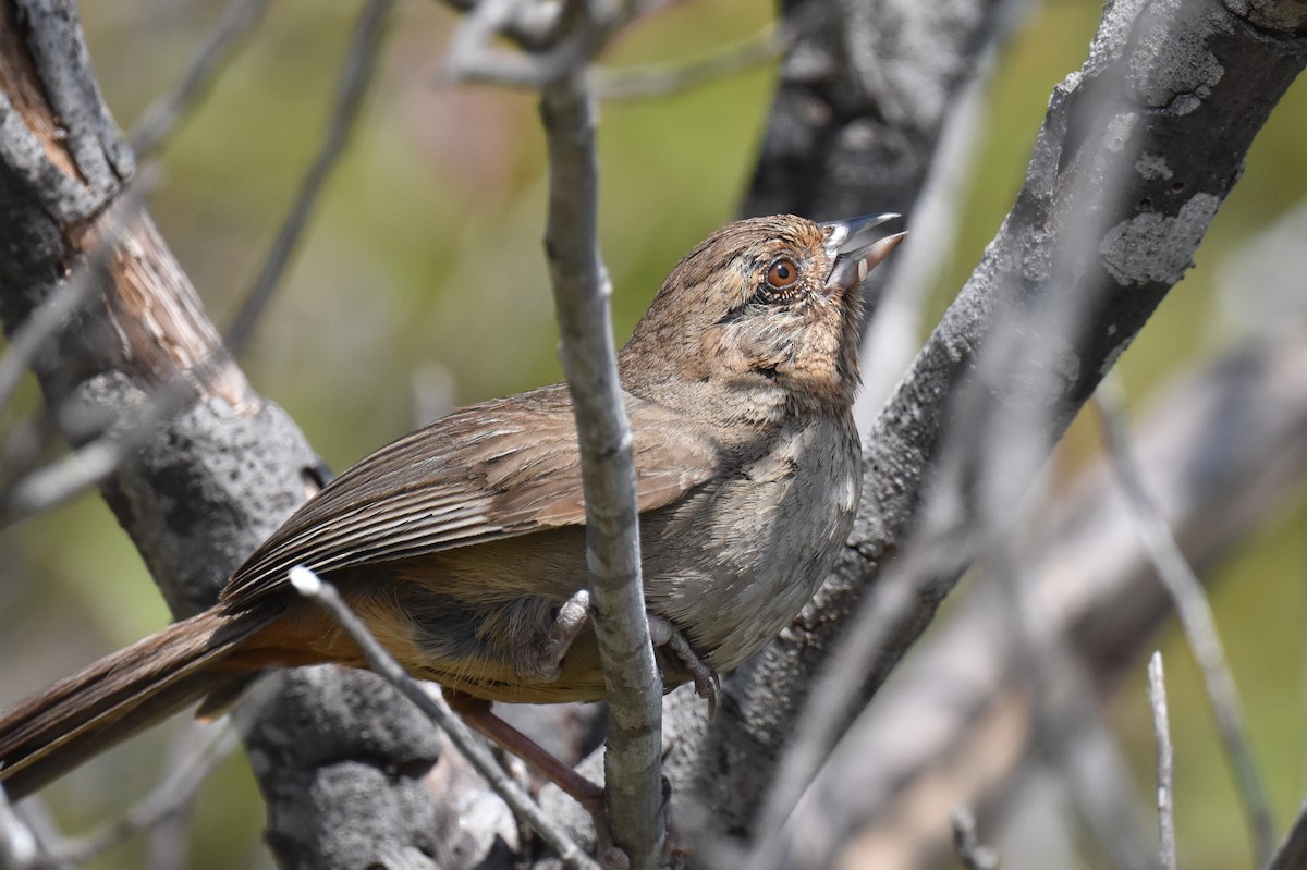 California Towhee - Naresh Satyan