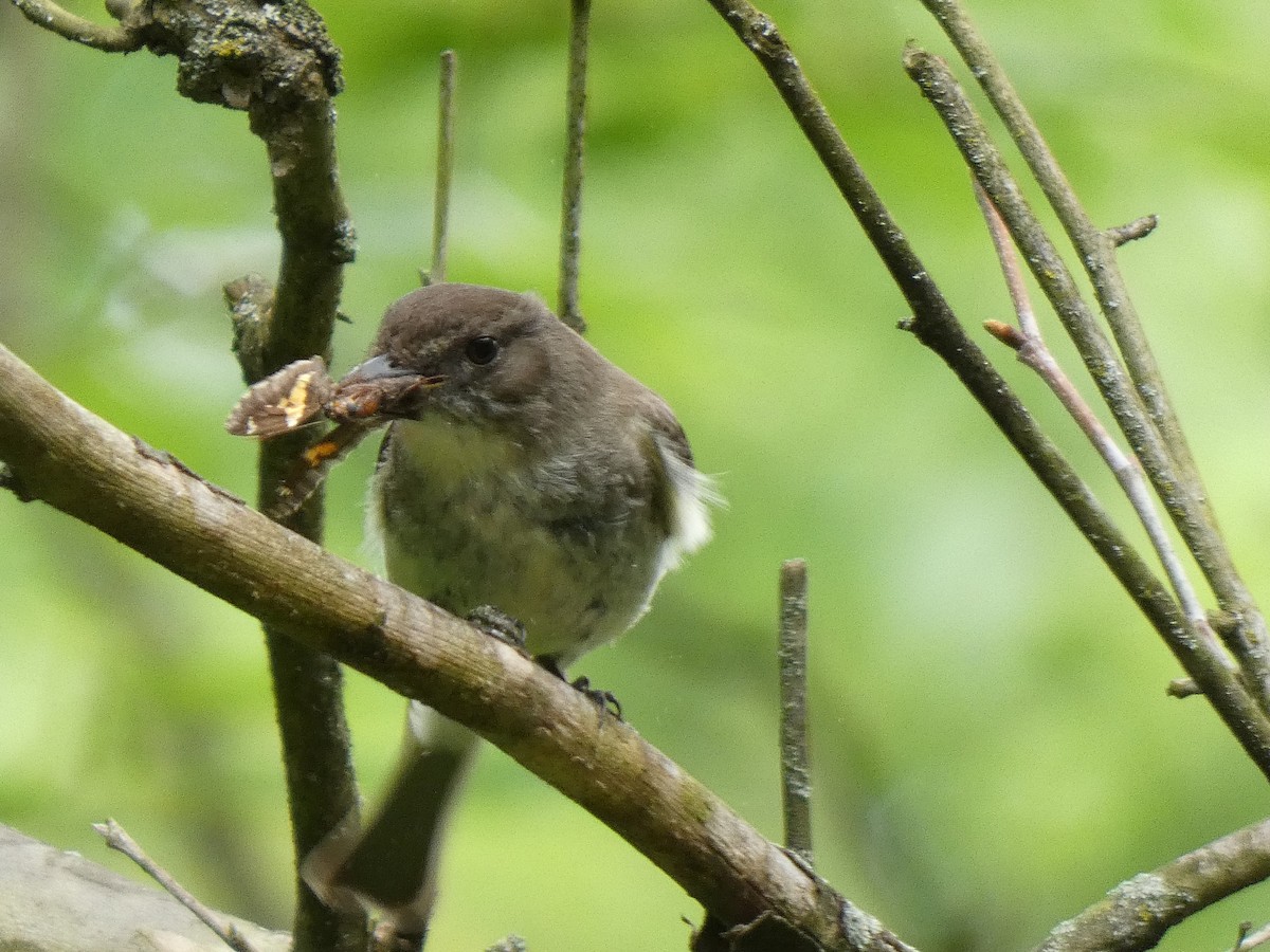 Eastern Phoebe - Elliot Dziedzic