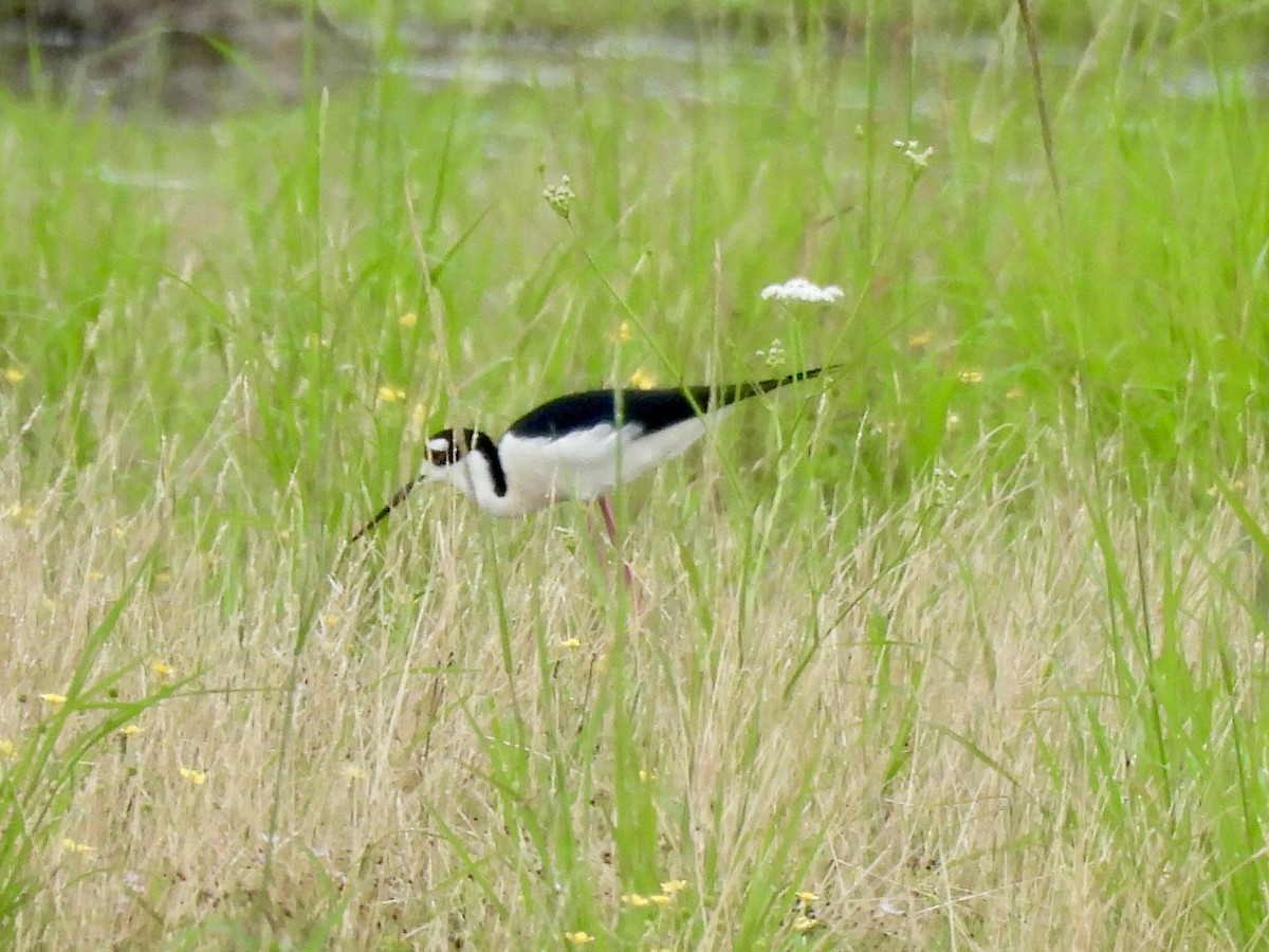 Black-necked Stilt - Stacey  Guidry