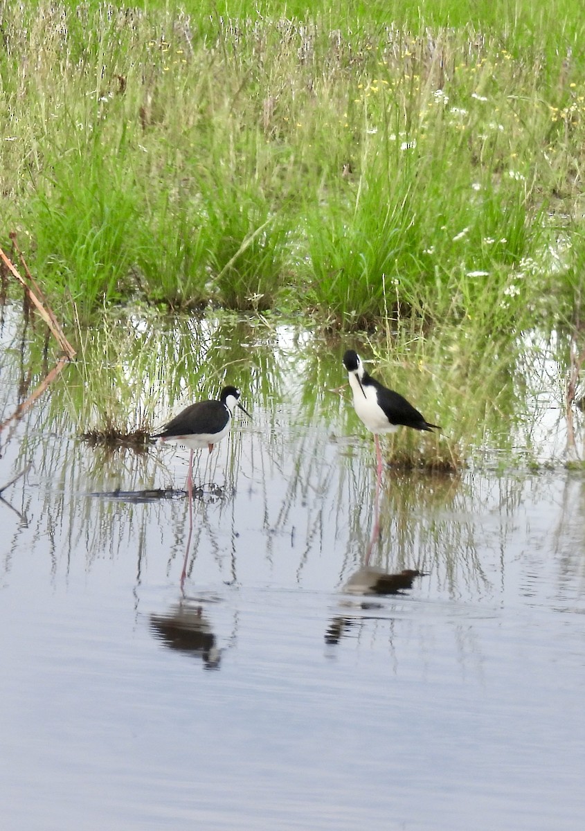 Black-necked Stilt - Stacey  Guidry