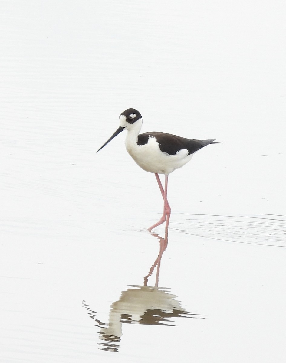 Black-necked Stilt - Stacey  Guidry