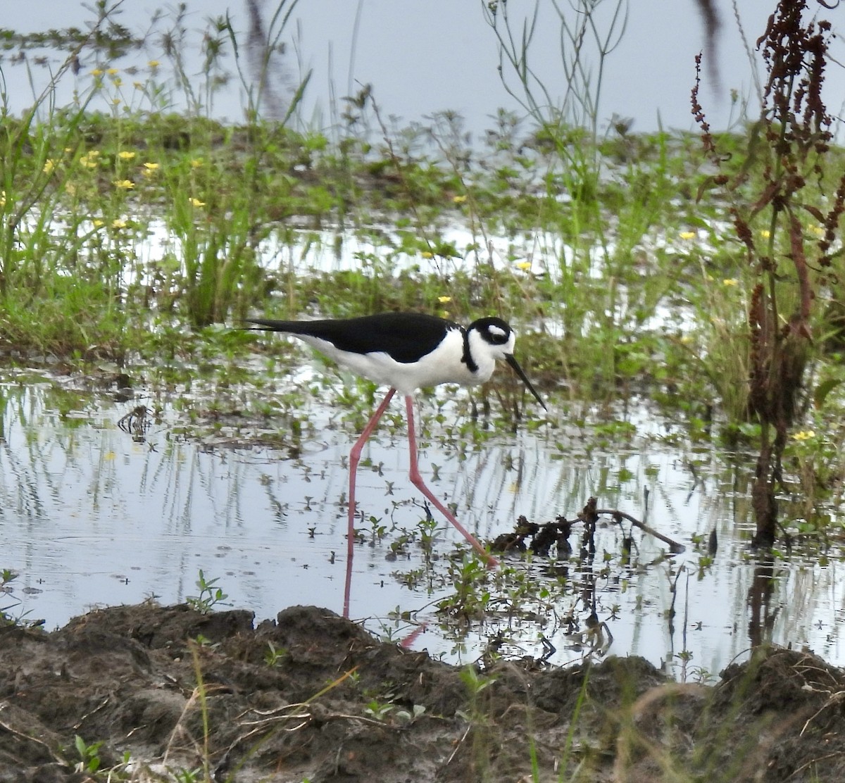 Black-necked Stilt - Stacey  Guidry