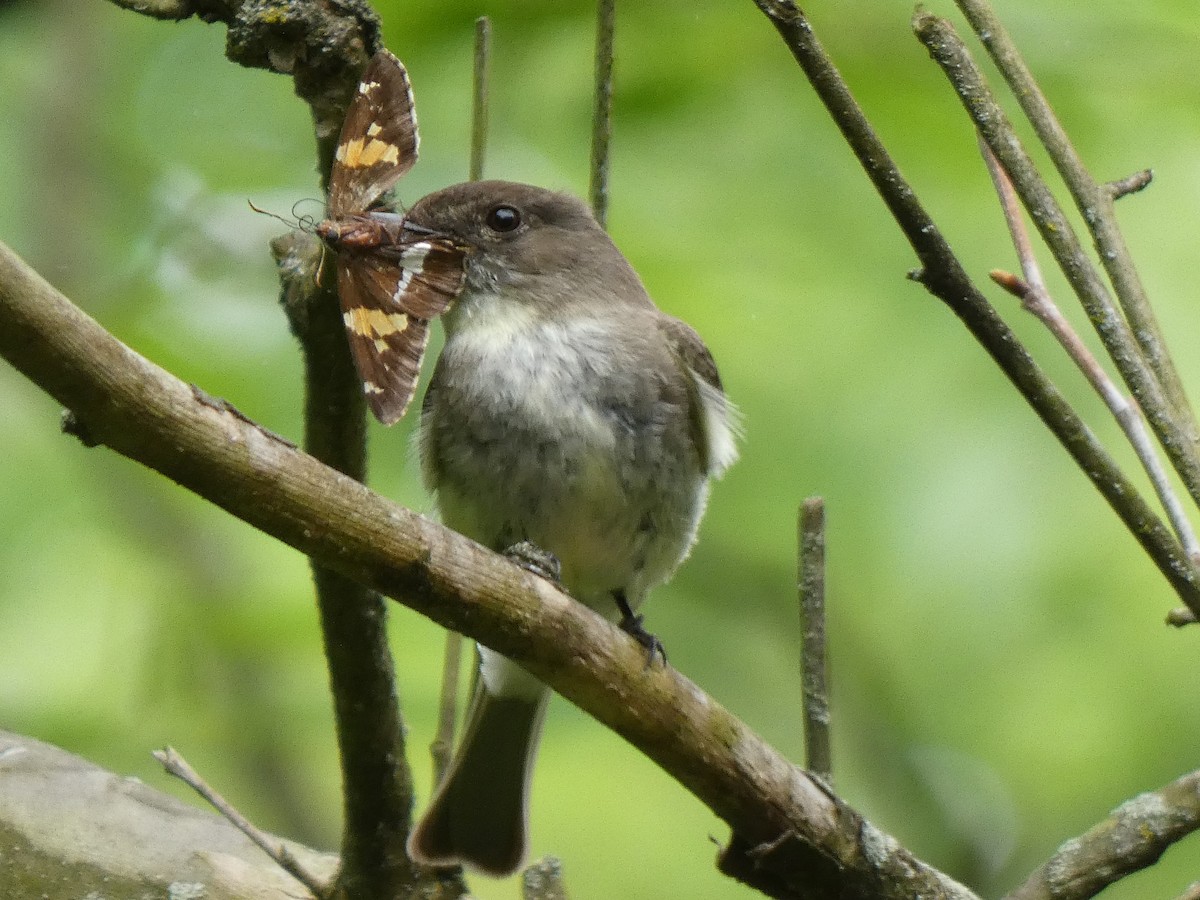 Eastern Phoebe - ML619211809