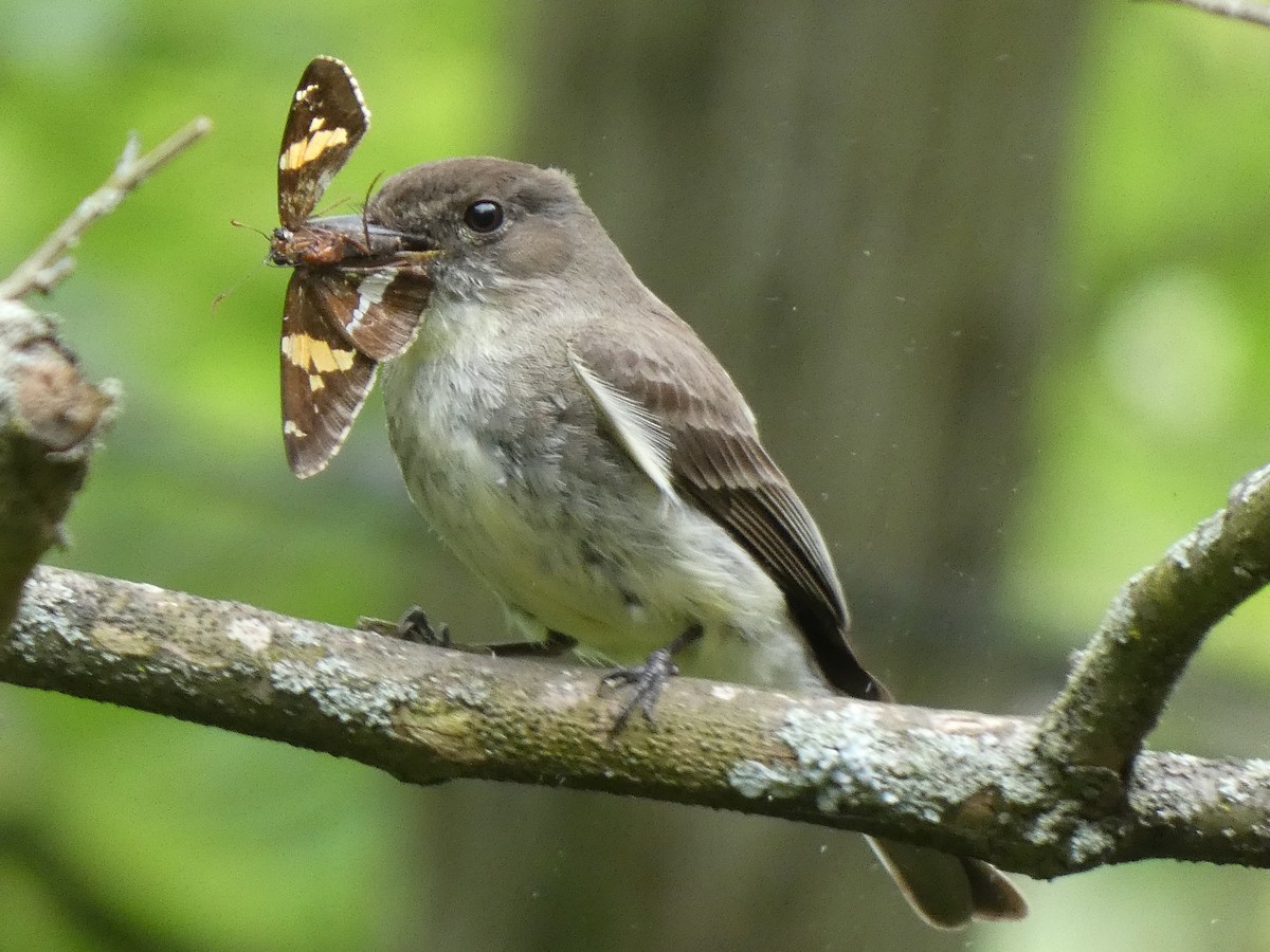 Eastern Phoebe - Elliot Dziedzic