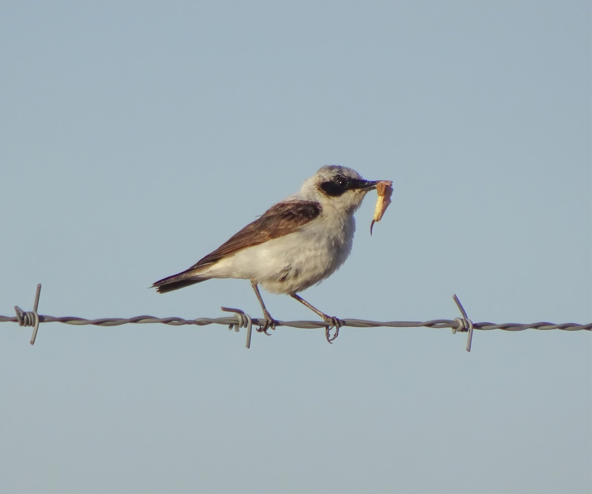 Eastern Black-eared Wheatear - Kevin Pearce