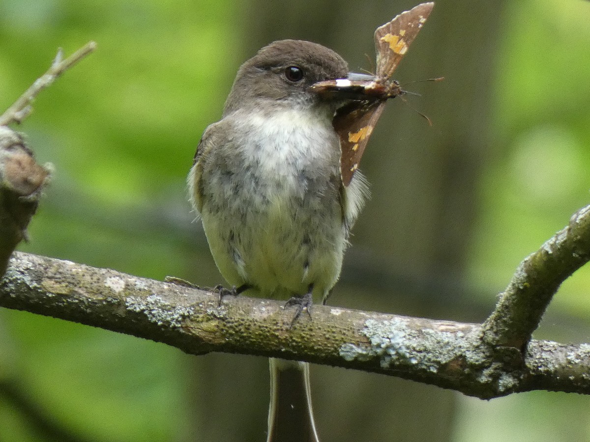 Eastern Phoebe - Elliot Dziedzic