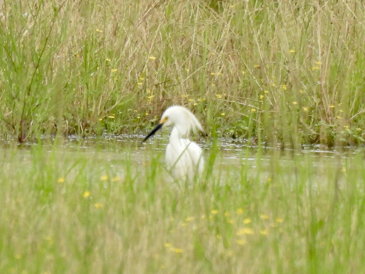 Snowy Egret - ML619211846