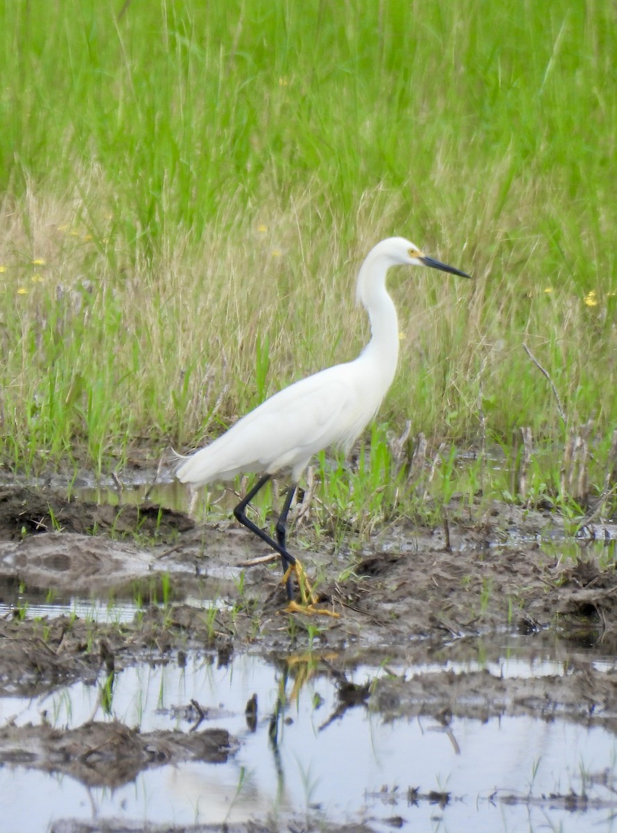Snowy Egret - Stacey  Guidry