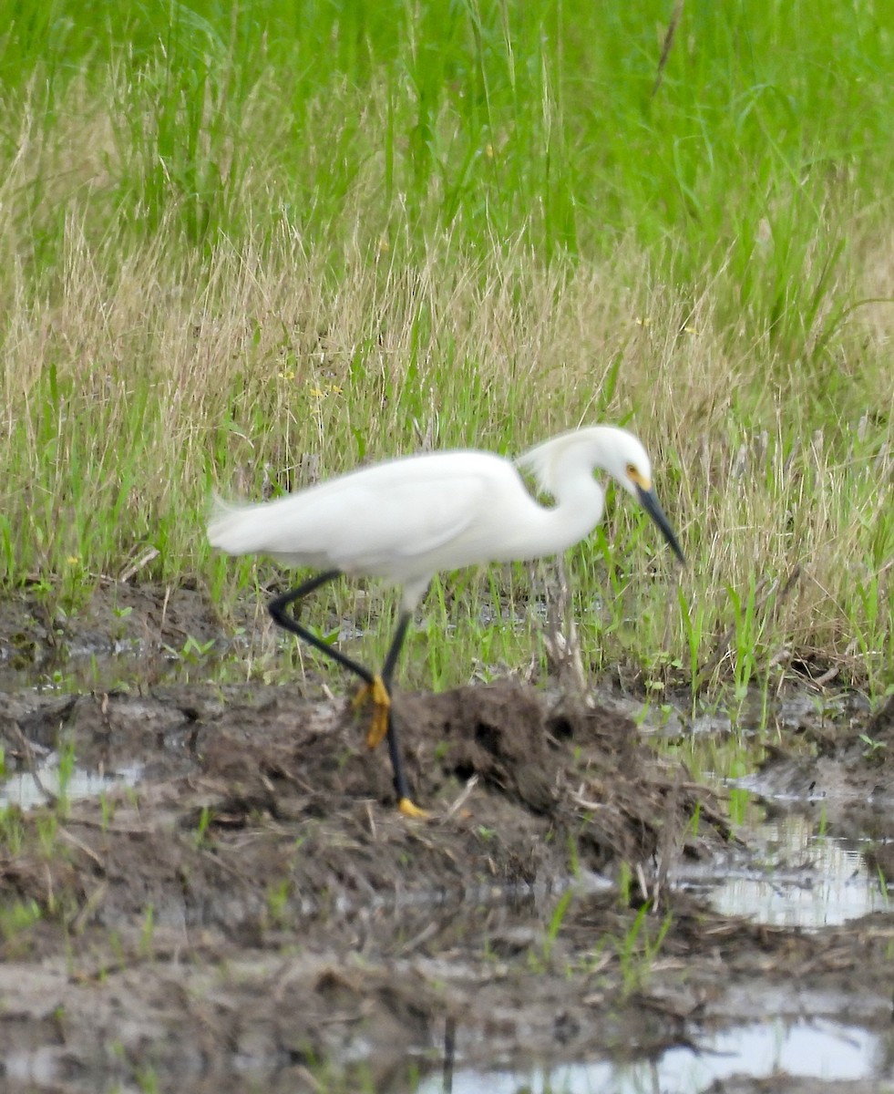Snowy Egret - Stacey  Guidry