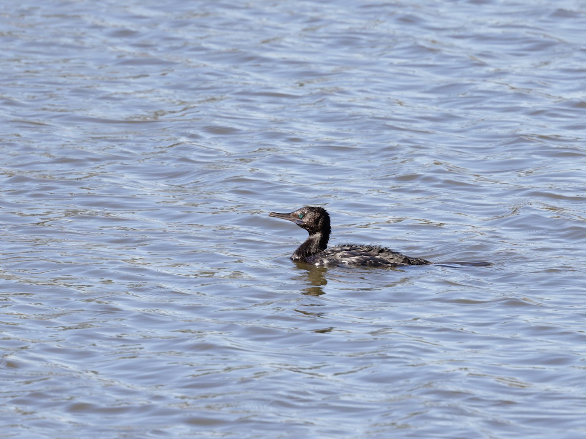 Little Black Cormorant - ML619211851