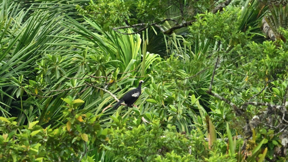 Blue-throated Piping-Guan - ML619211857