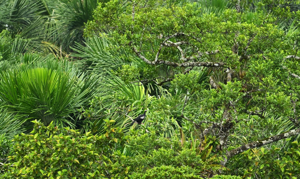 Blue-throated Piping-Guan - ML619211860