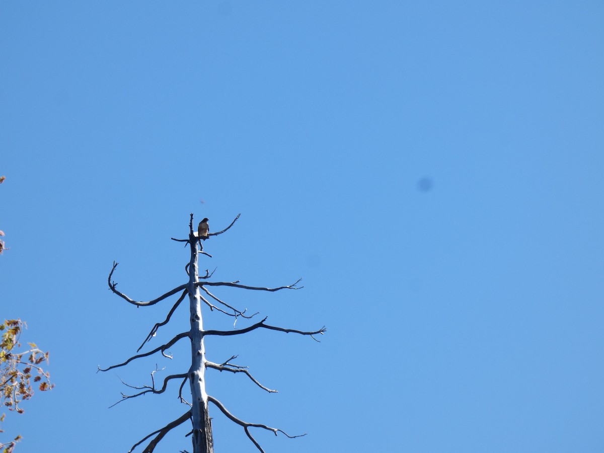 Red-tailed Hawk - ML619211861