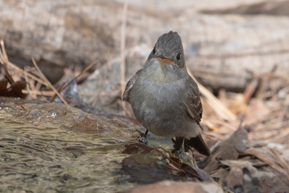 Greater Pewee - Pawel Michalak