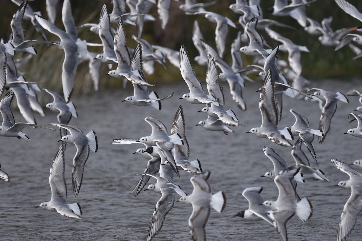 Bonaparte's Gull - Naresh Satyan