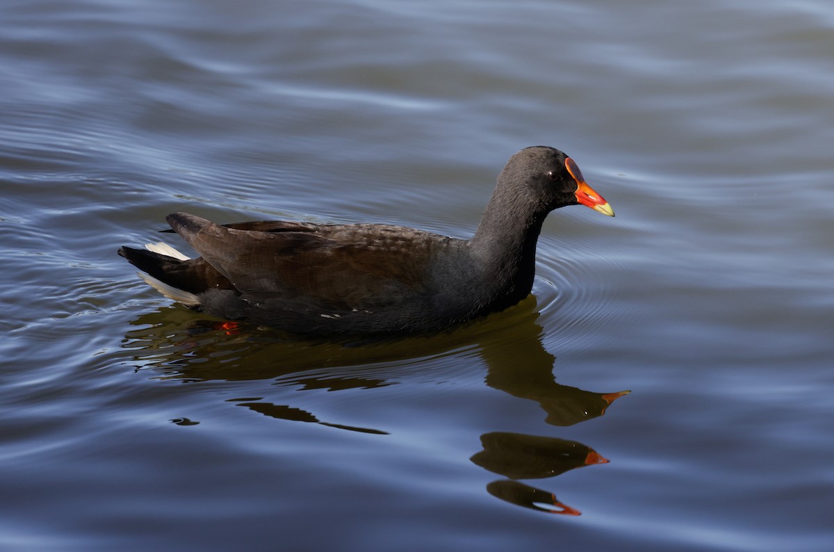 Dusky Moorhen - ML619211869