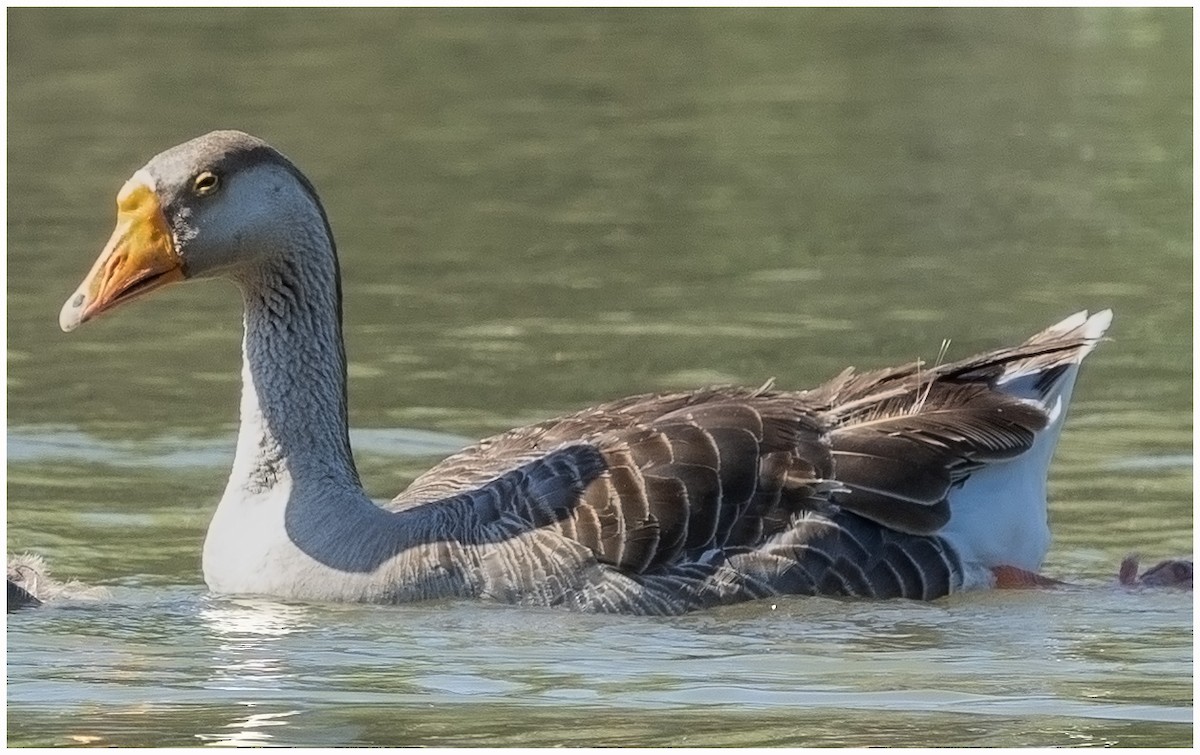 Graylag x Swan Goose (hybrid) - ML619211881