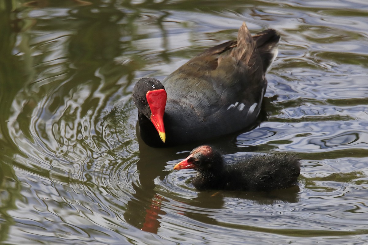 Common Gallinule (Hawaiian) - Mario Farr