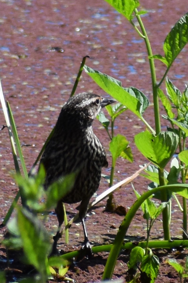 Red-winged Blackbird - ML619211900
