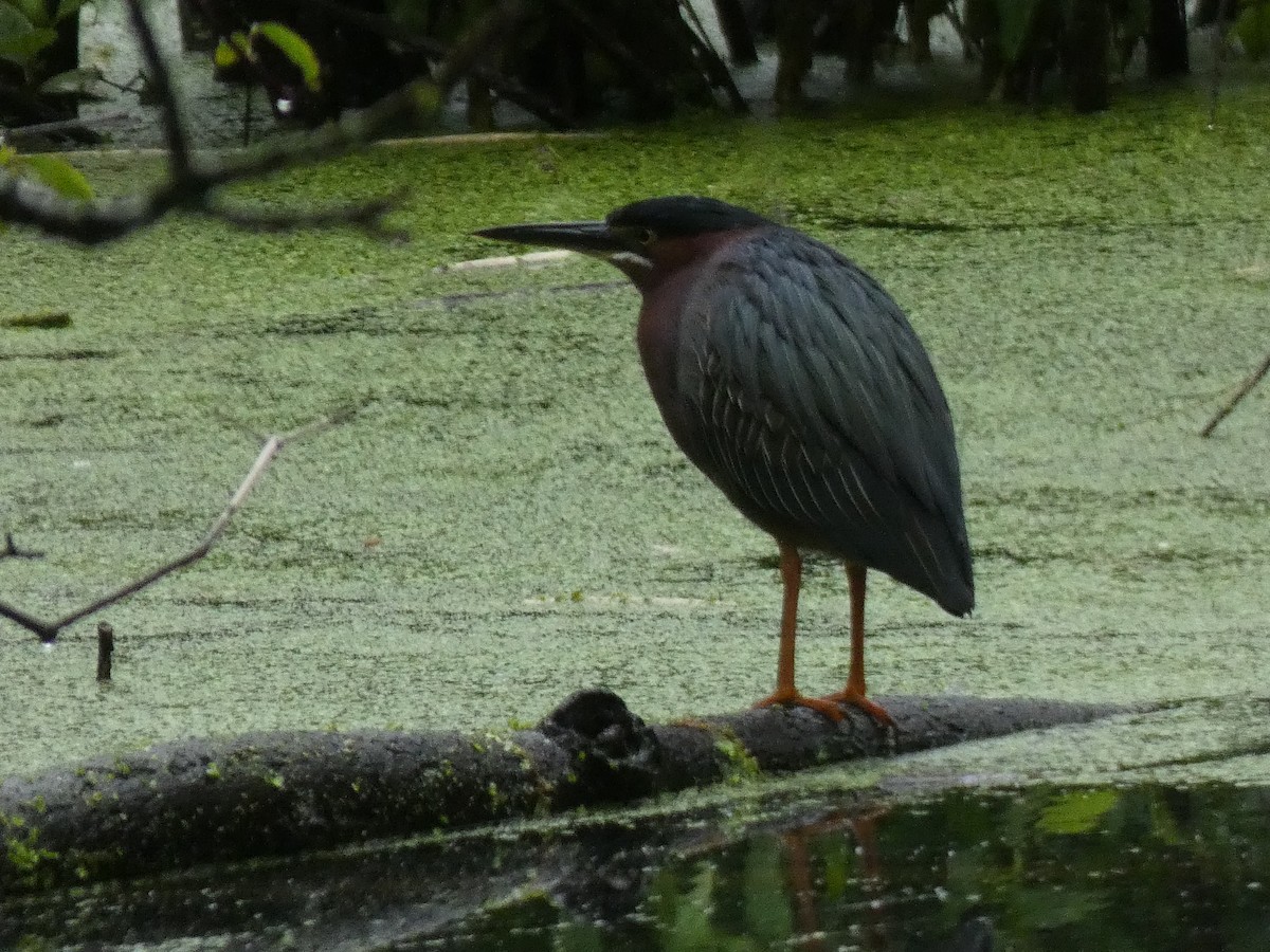 Green Heron - Elliot Dziedzic