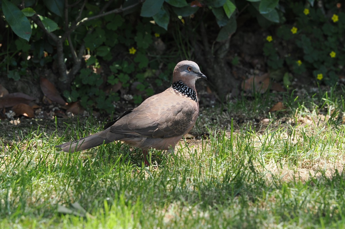 Spotted Dove - ML619211908