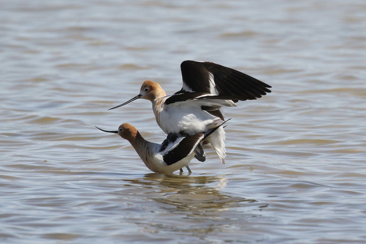 American Avocet - Russ Morgan