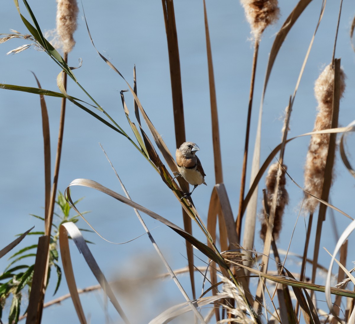 Chestnut-breasted Munia - Cheryl McIntyre