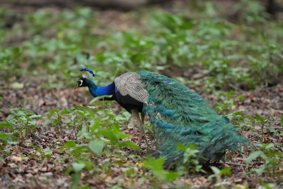 Indian Peafowl - Nileshkumar Kshirsagar