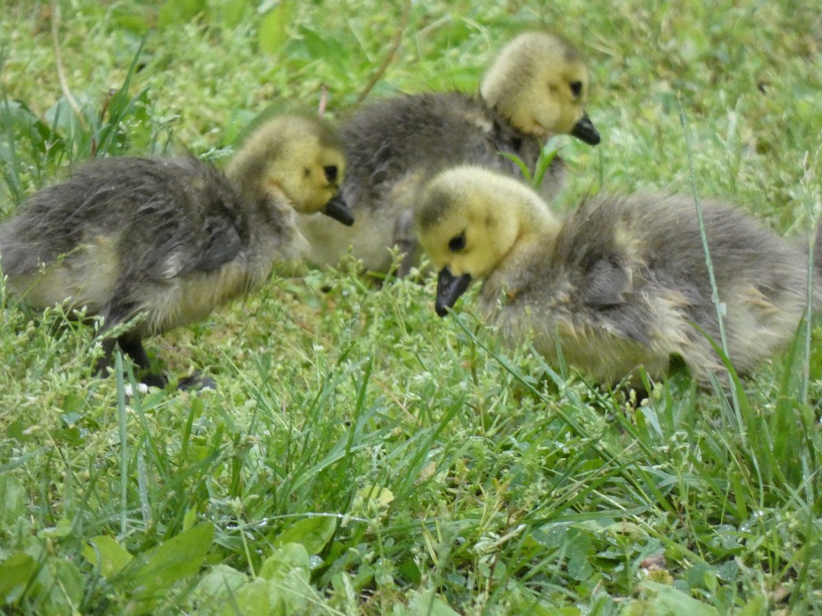 Canada Goose - Elliot Dziedzic