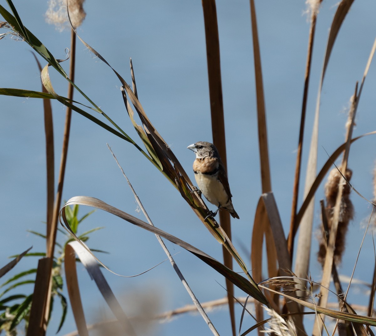 Chestnut-breasted Munia - Cheryl McIntyre