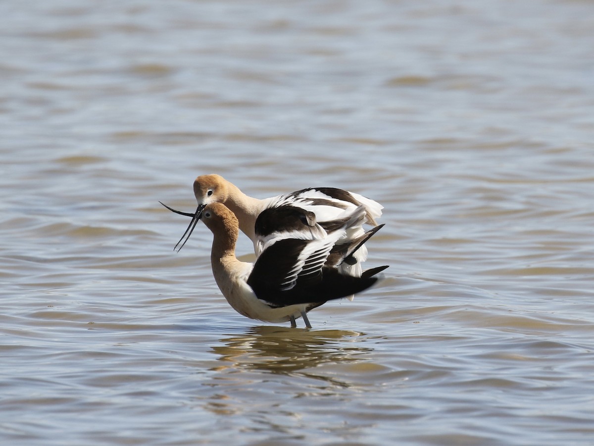 American Avocet - Russ Morgan