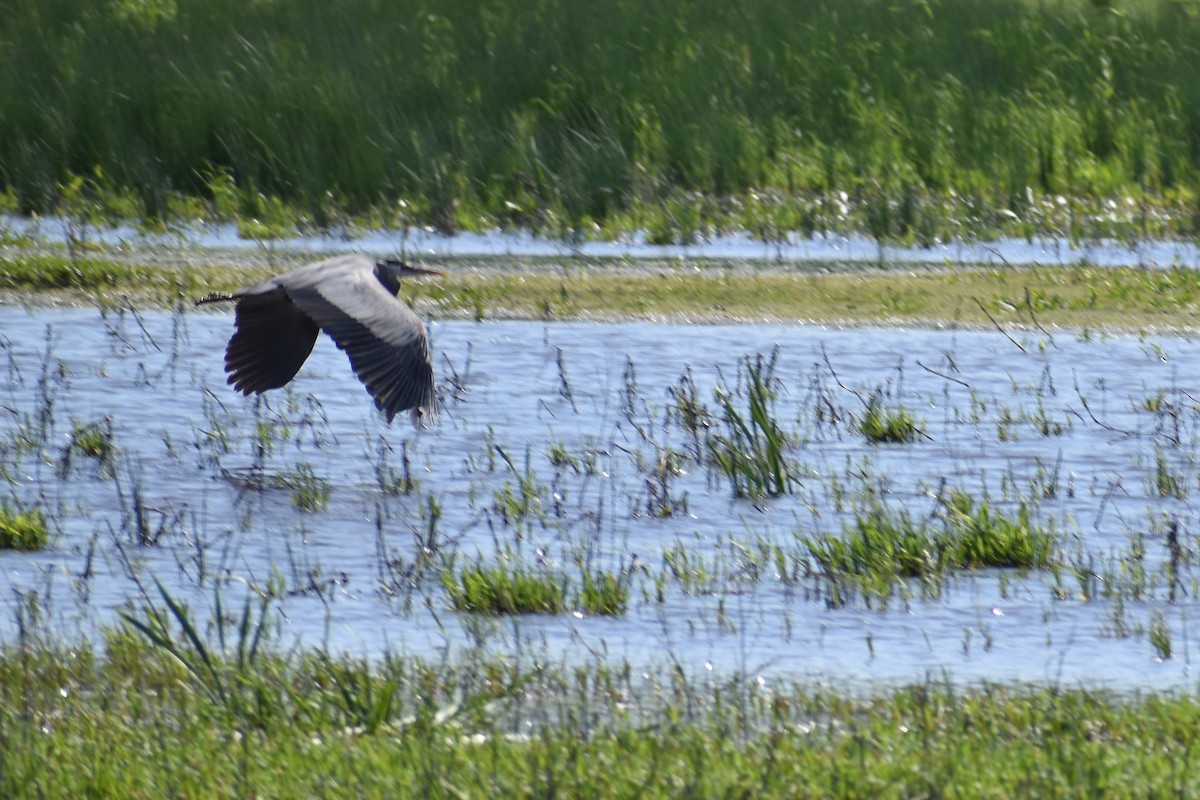 Great Blue Heron - ML619211928