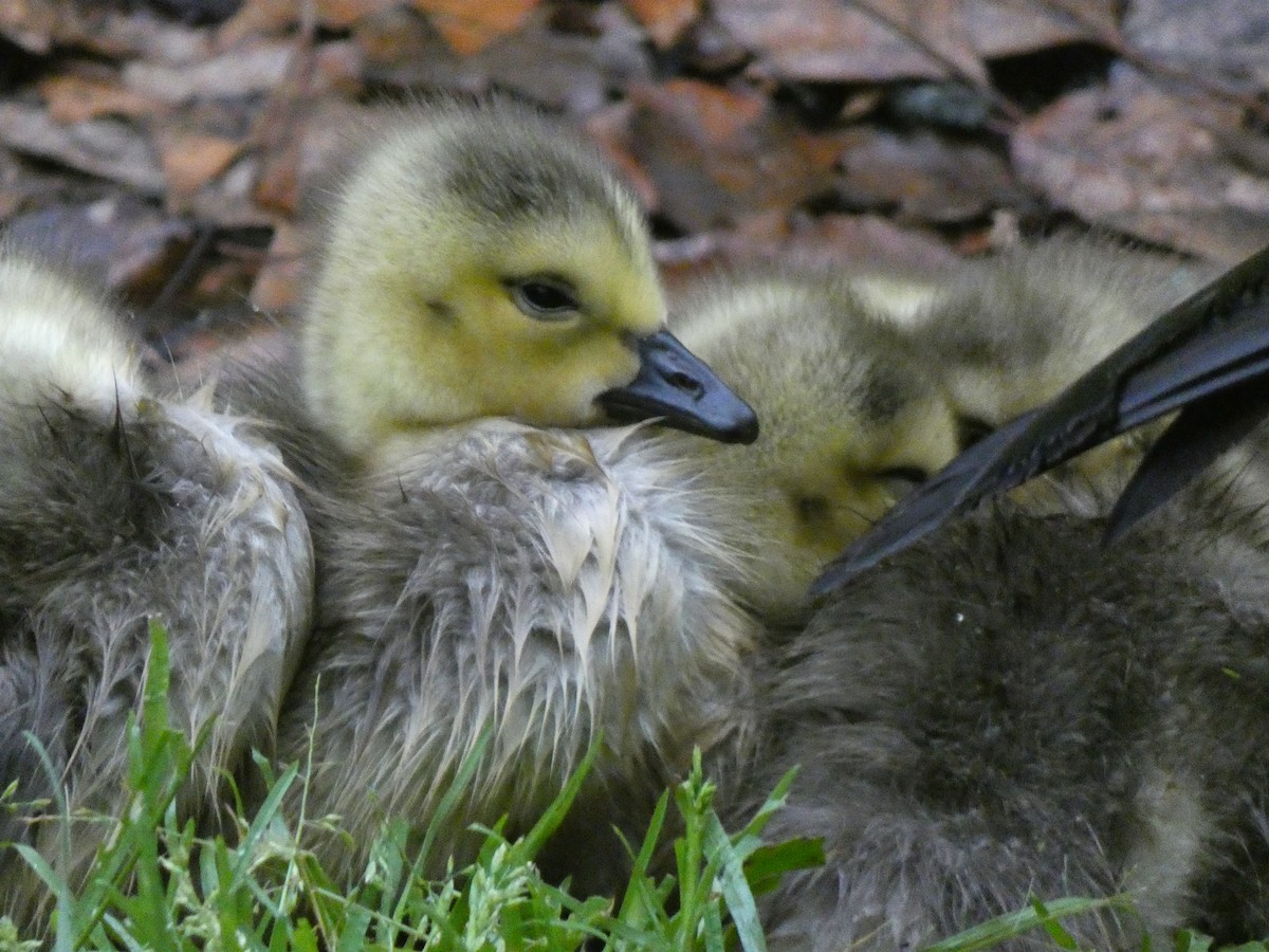 Canada Goose - Elliot Dziedzic