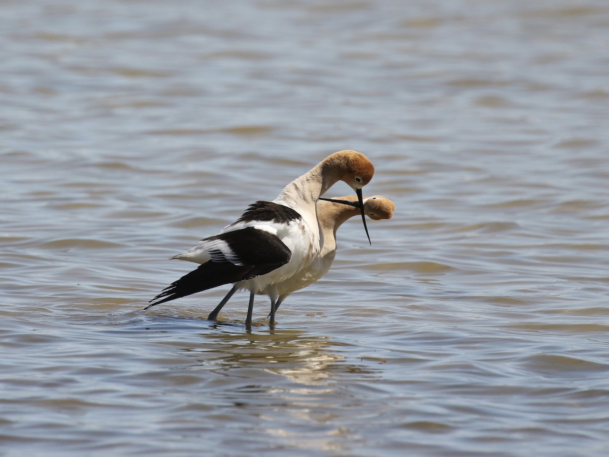 American Avocet - Russ Morgan