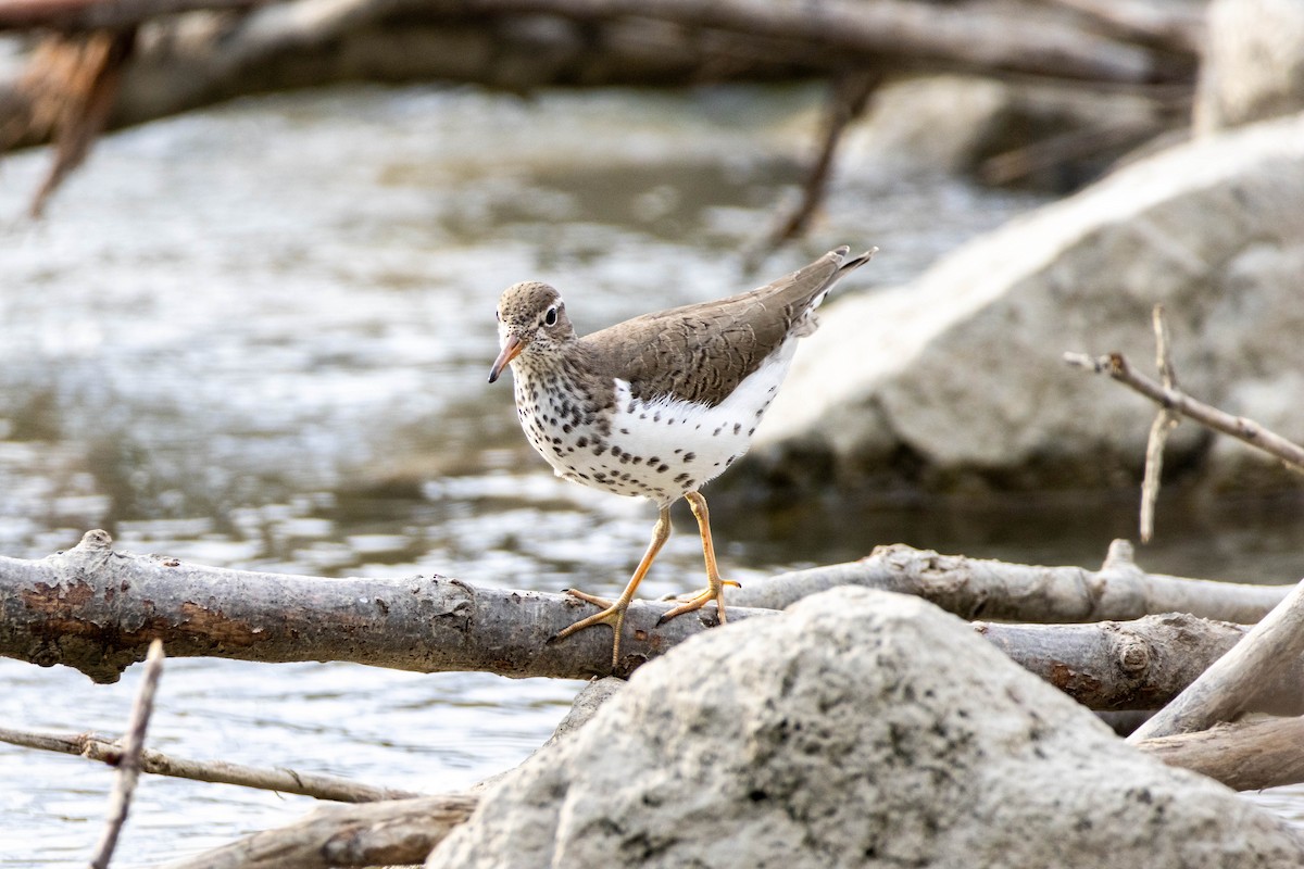 Spotted Sandpiper - Yifei Ma