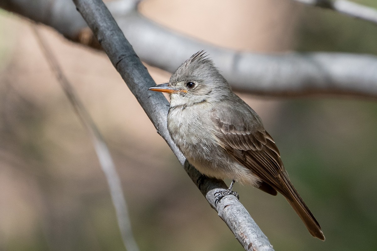 Greater Pewee - Pawel Michalak