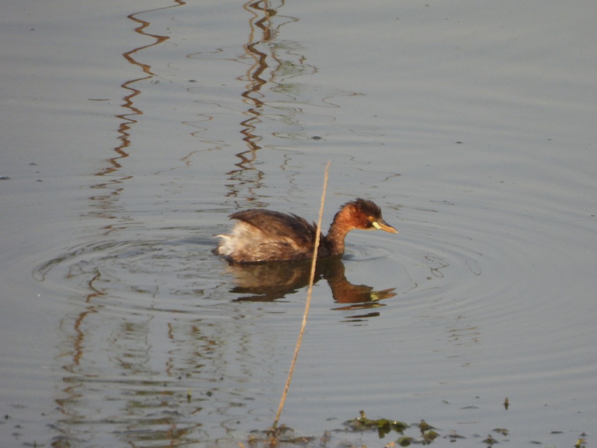 Little Grebe - ML619211957