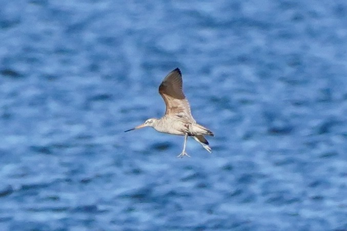 Marbled Godwit - Kenneth Mamitsuka