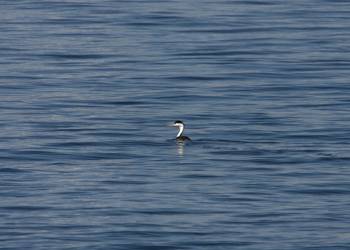 Clark's Grebe - ML619211996