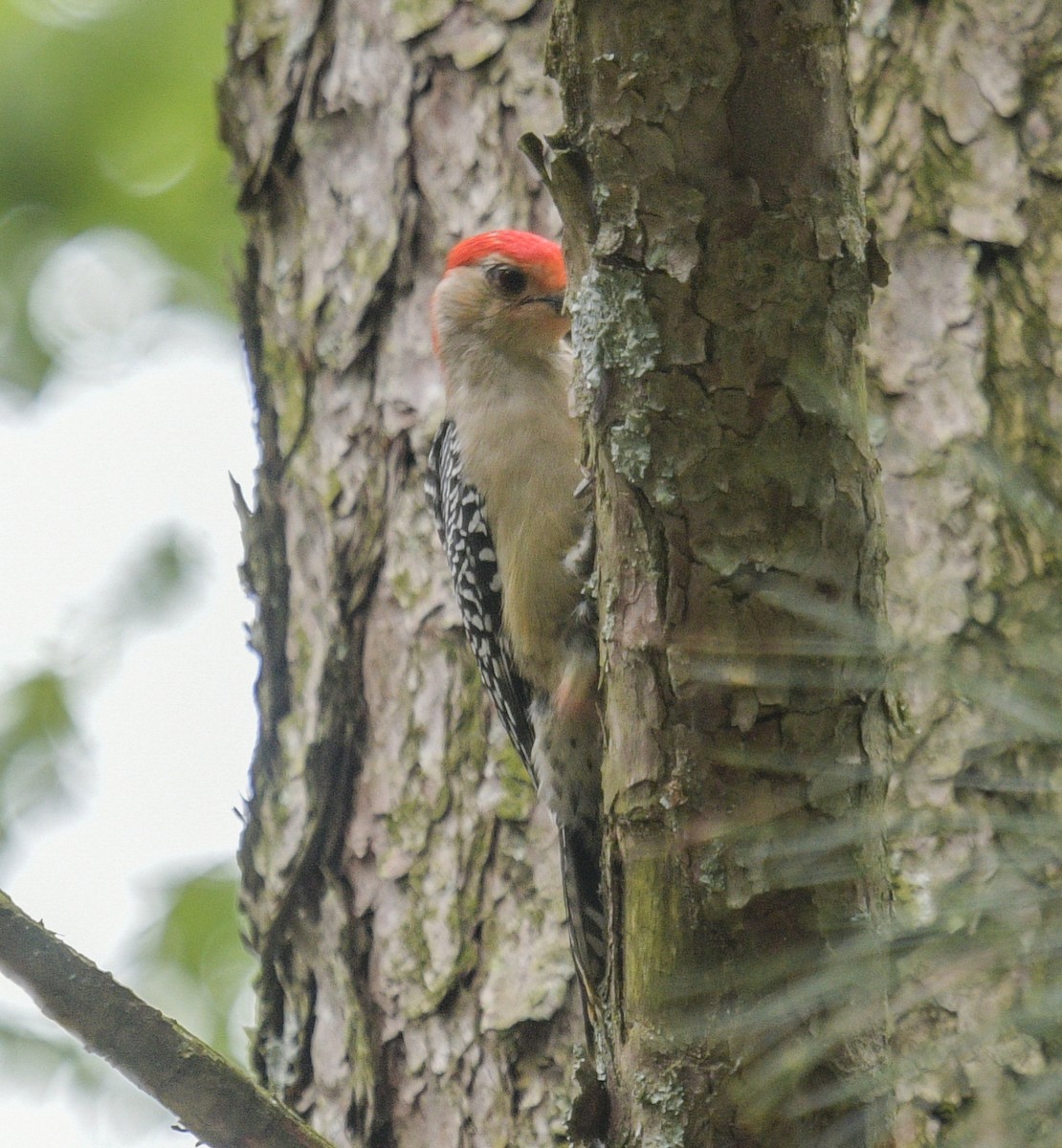 Red-bellied Woodpecker - Margaret Poethig