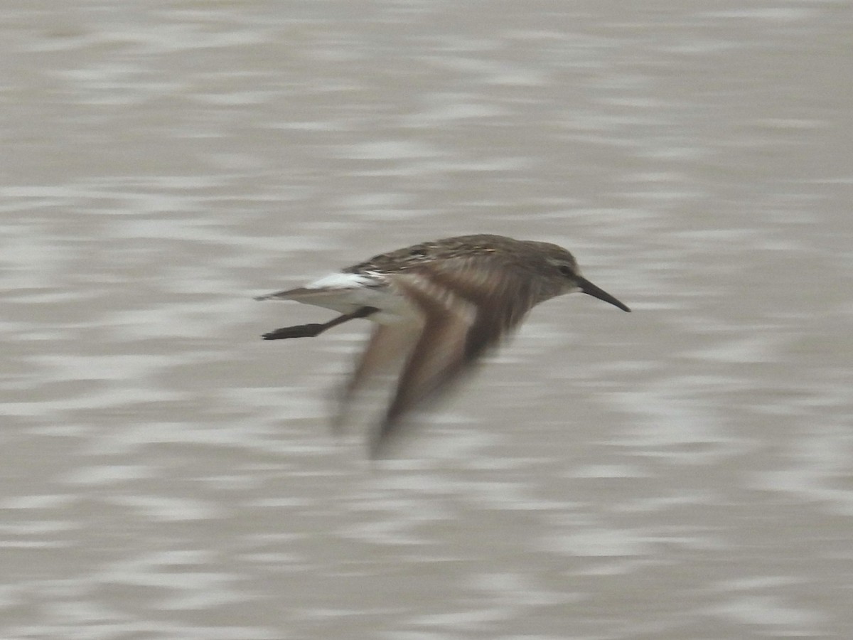 White-rumped Sandpiper - ML619212020