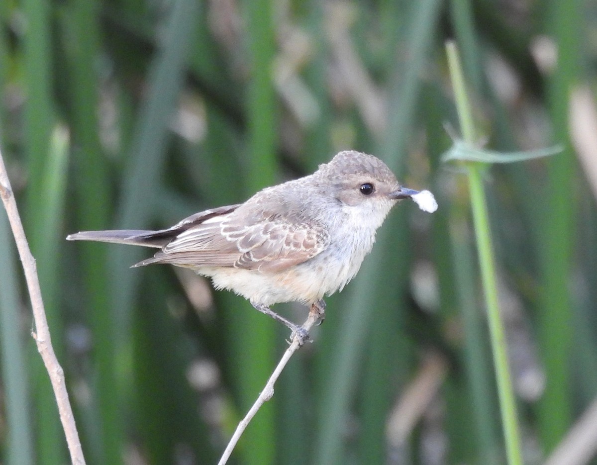 Vermilion Flycatcher - Derek Heins