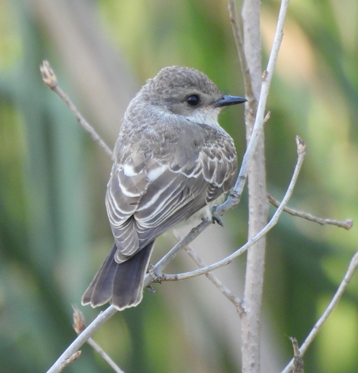 Vermilion Flycatcher - Derek Heins