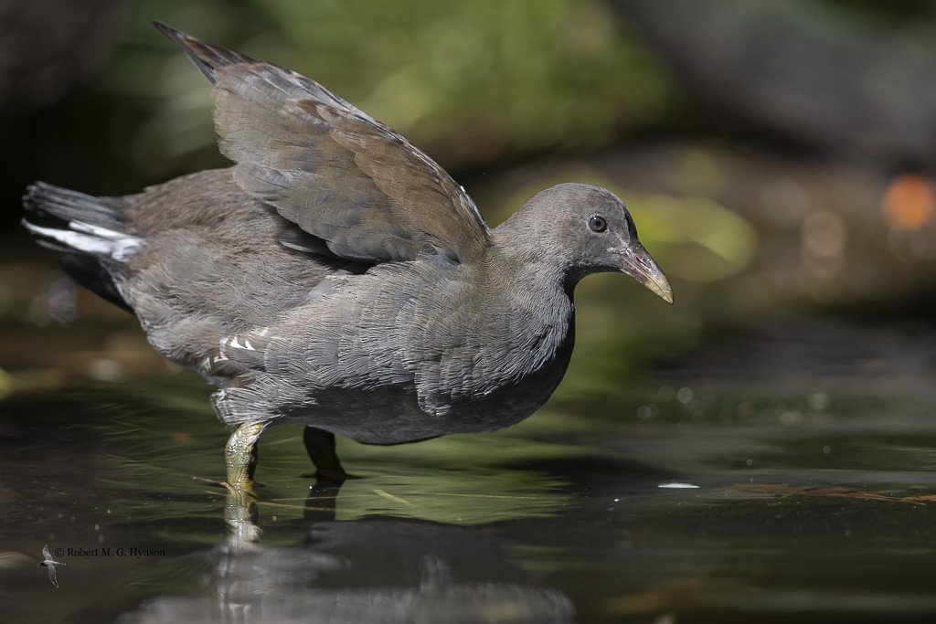 Dusky Moorhen - Robert Hynson