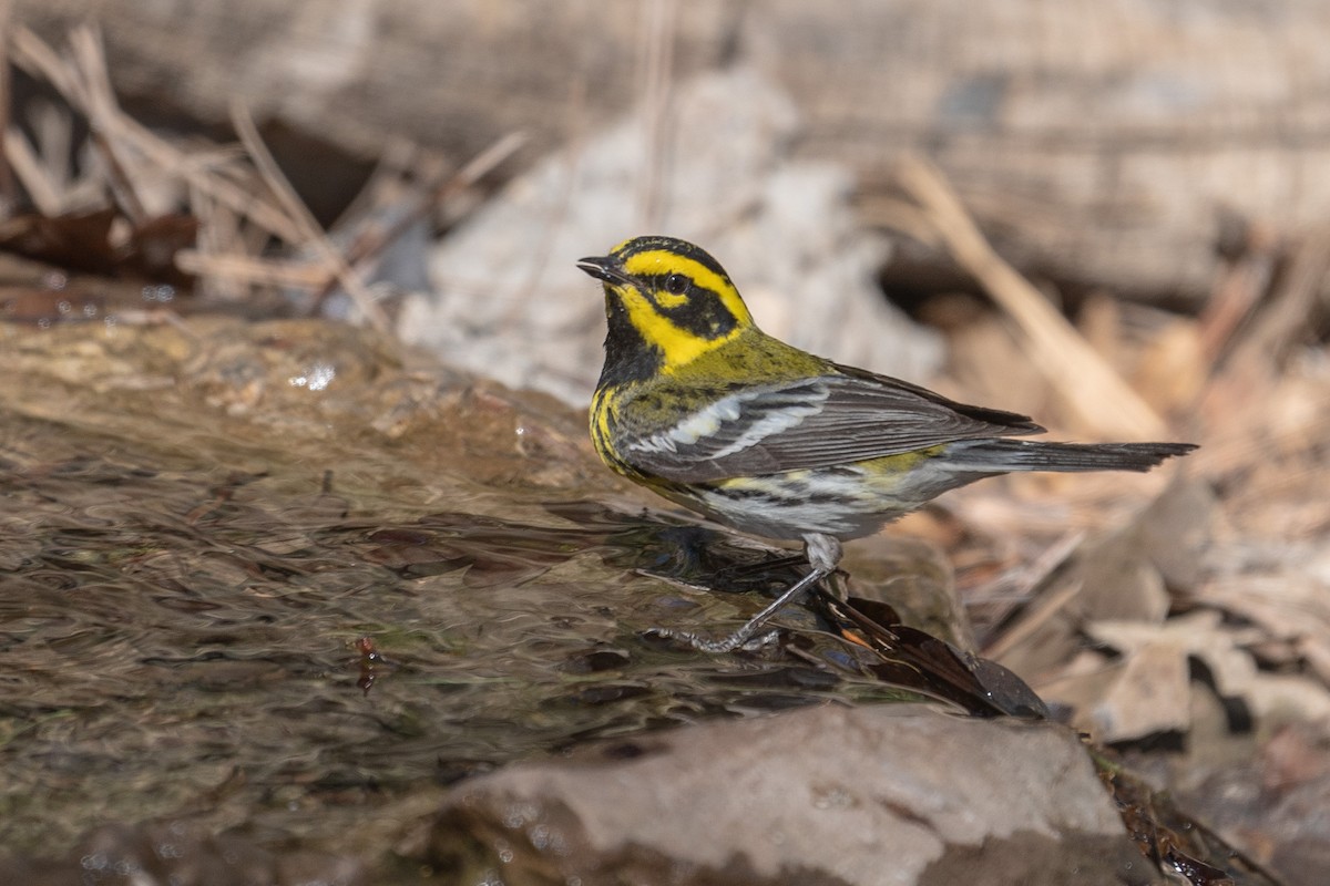 Townsend's Warbler - ML619212046