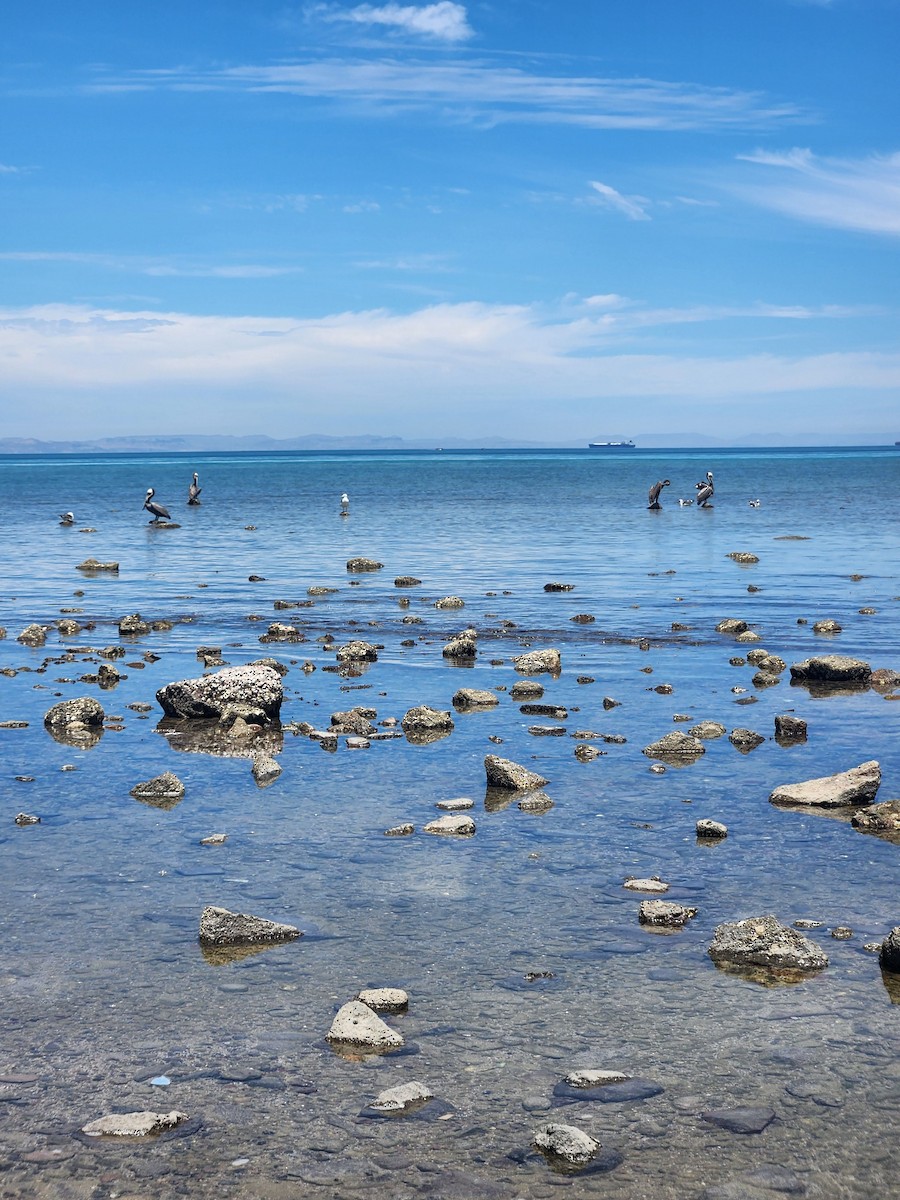 Brown Pelican - ML619212047