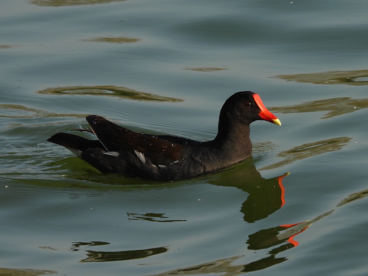 Gallinule d'Amérique - ML619212062