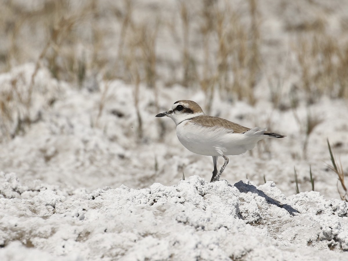 Snowy Plover - ML619212065